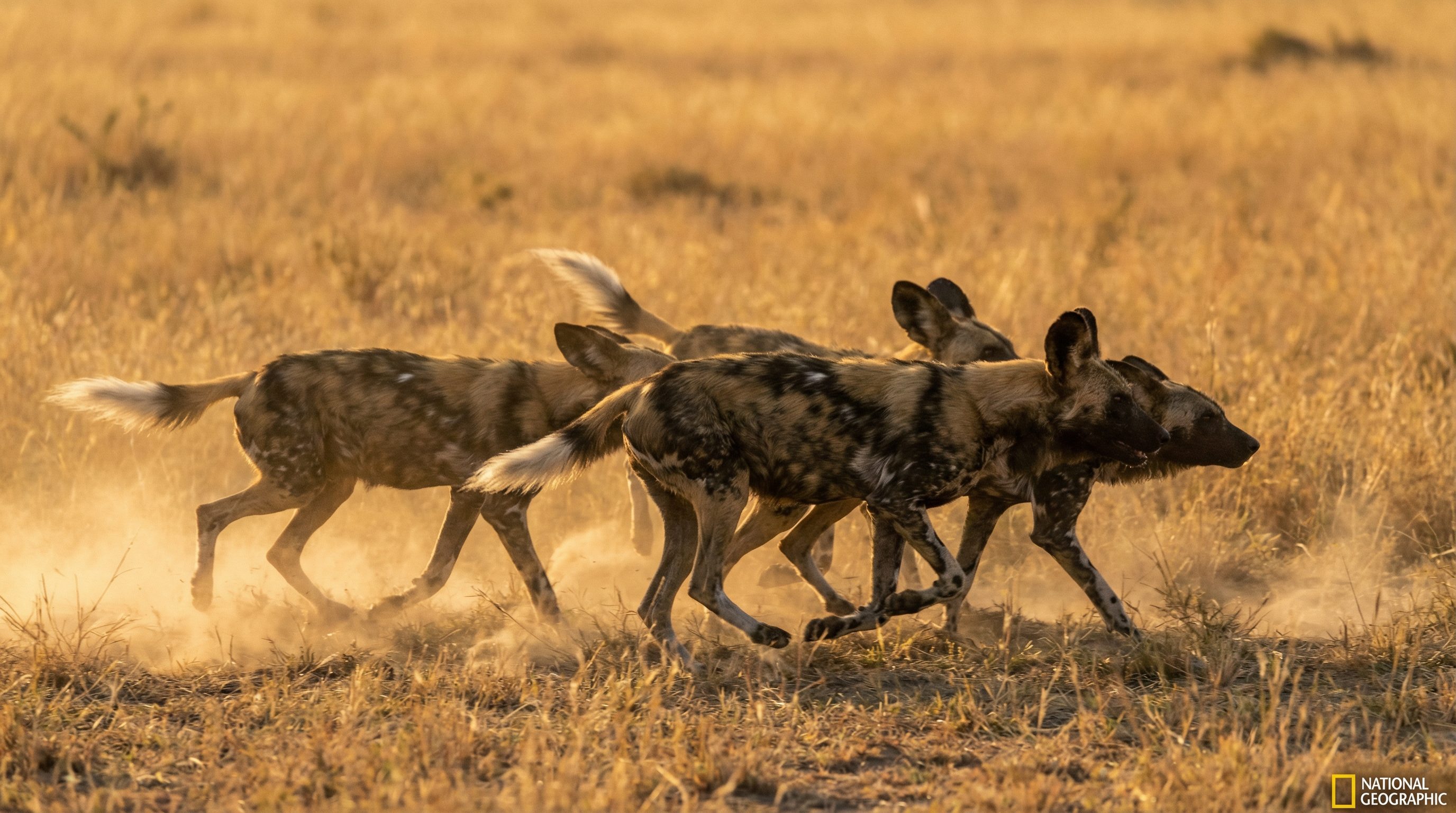 少妇野生动物保护视频
