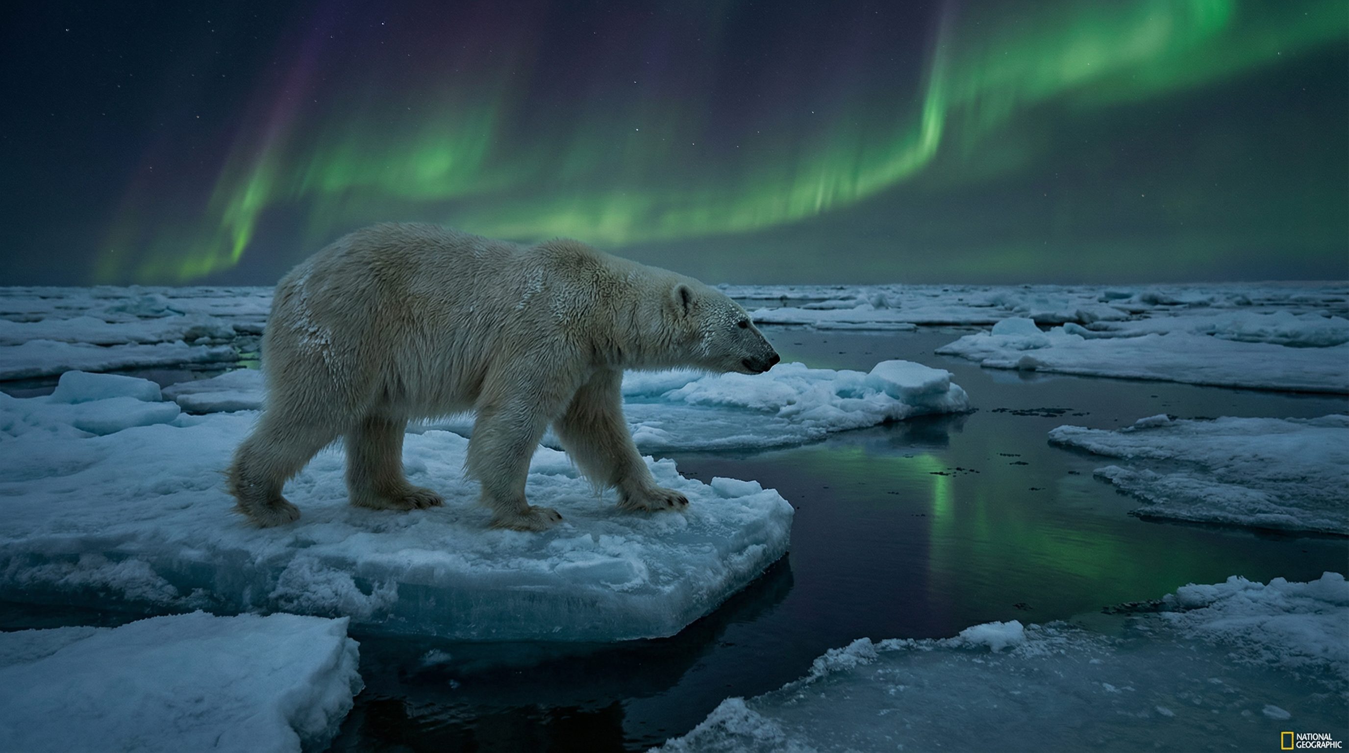 少妇视频：北极熊极地探险视频演示